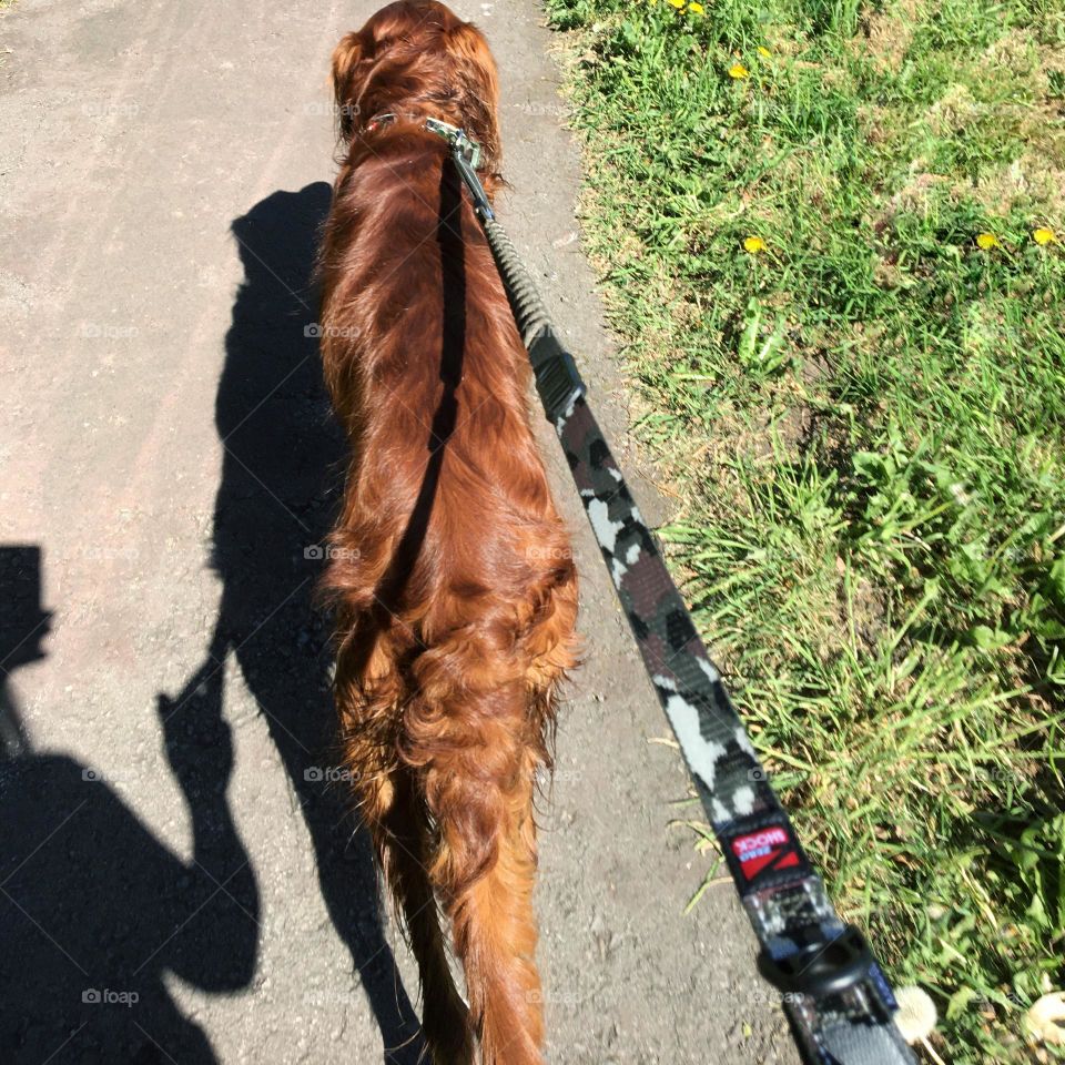 Shadow of dog lead on Quinn’s back and glimpses of me the photographer phone in one hand lead in the other in shadow form 🐶