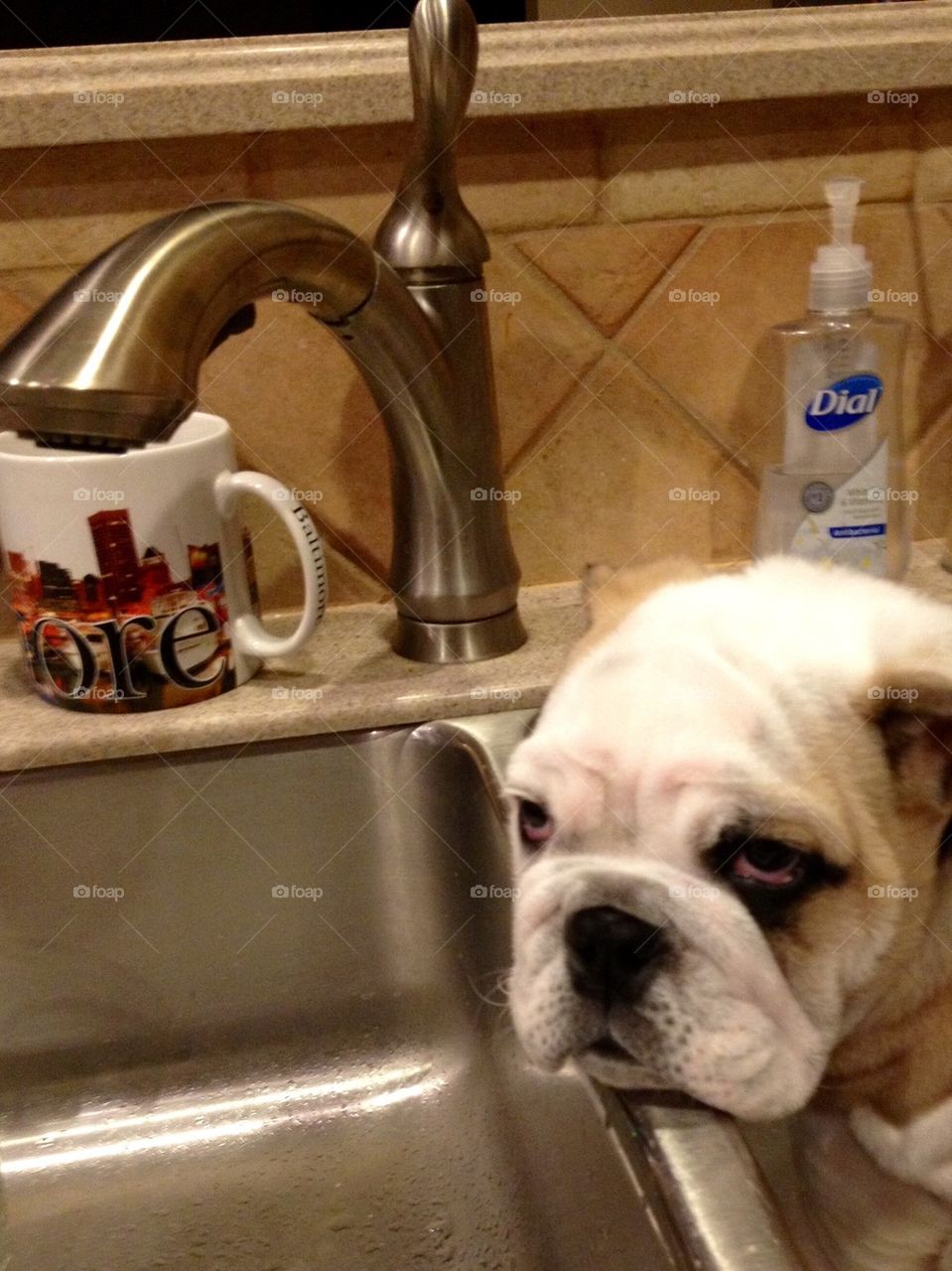 Bath time Bulldog