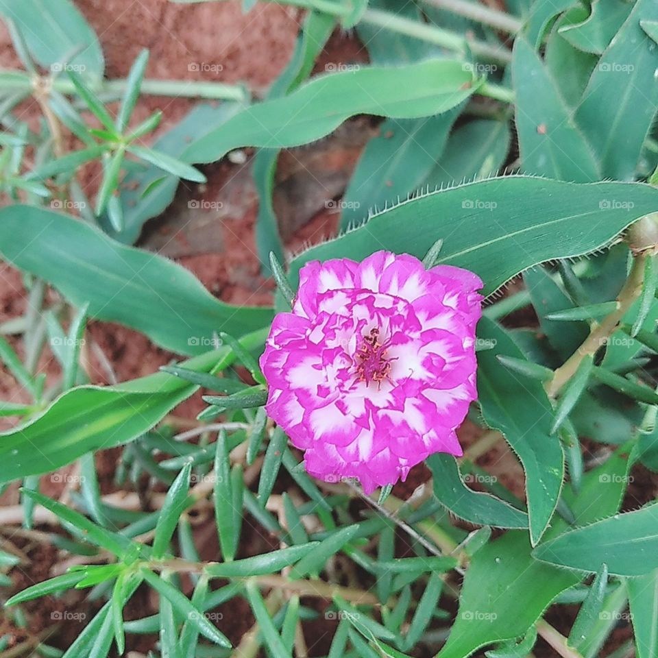 Mix white pink purslane flower