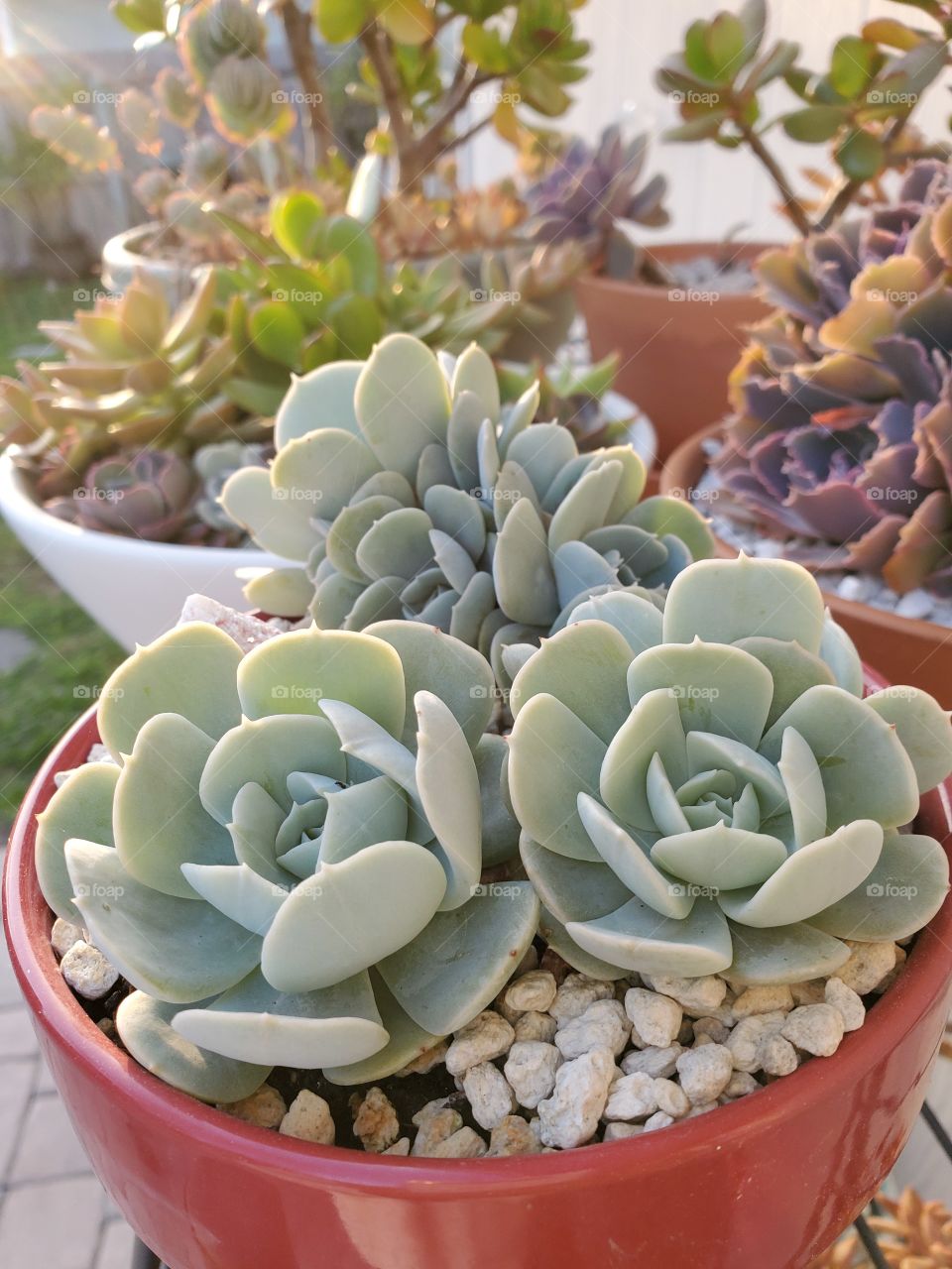 Succulent