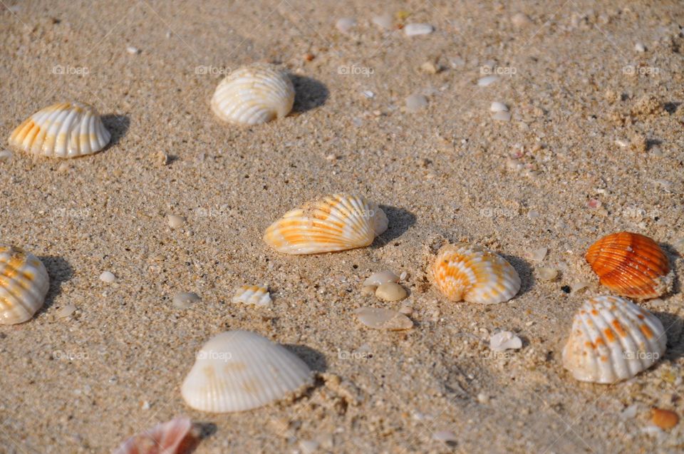 Seashells on sandy beach