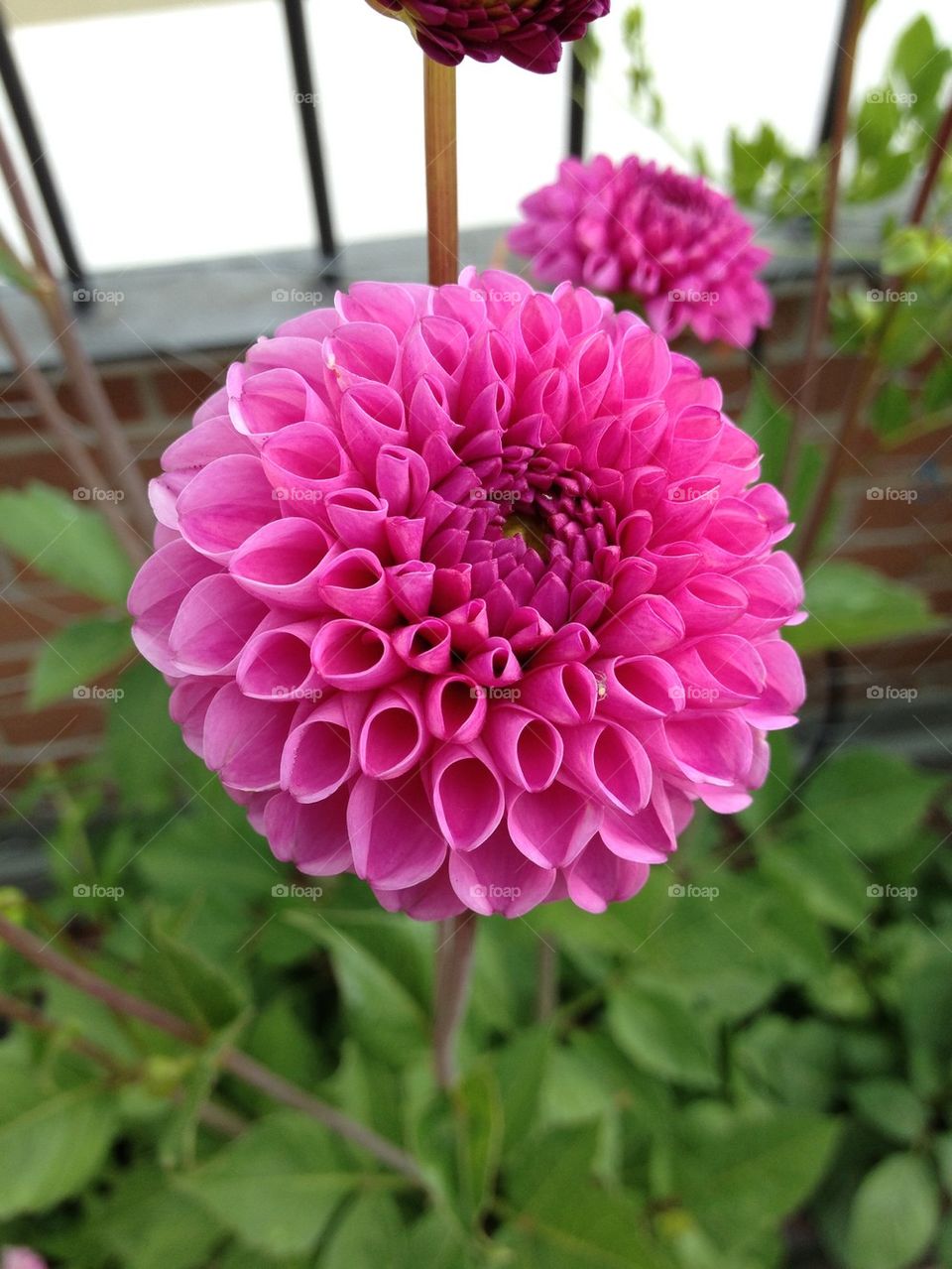 Flower of Dhalia. A big  round pink flower in my home,Italy