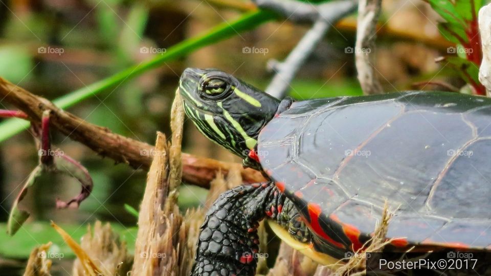 Painted Turtle rests