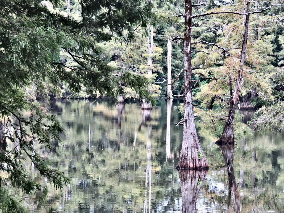 cypress swamp - mississippi