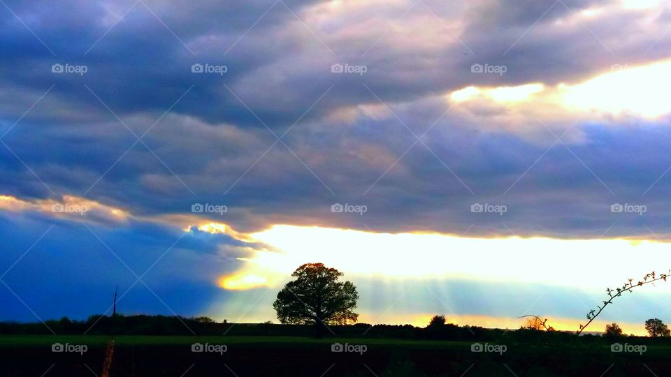 The age-old oak between light and dark