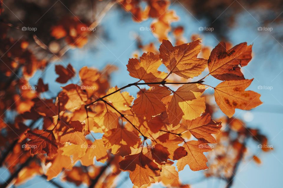 Teal and orange concept.  bright orange leaves against blue sky