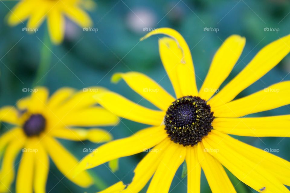 Close-up of yellow rudbeckia flower