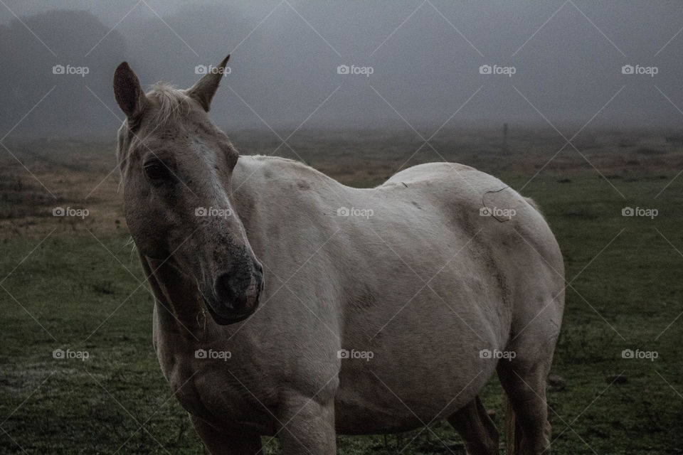 Gray horse standing at farm in foggy weather