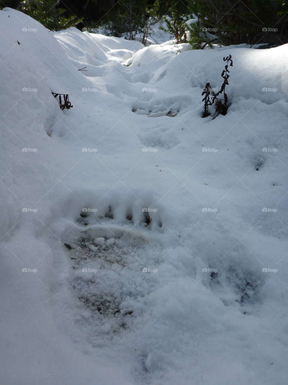 Track in the snow