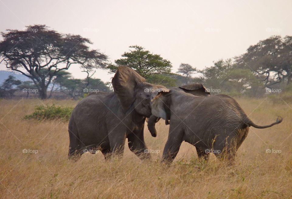 Elephant Fight