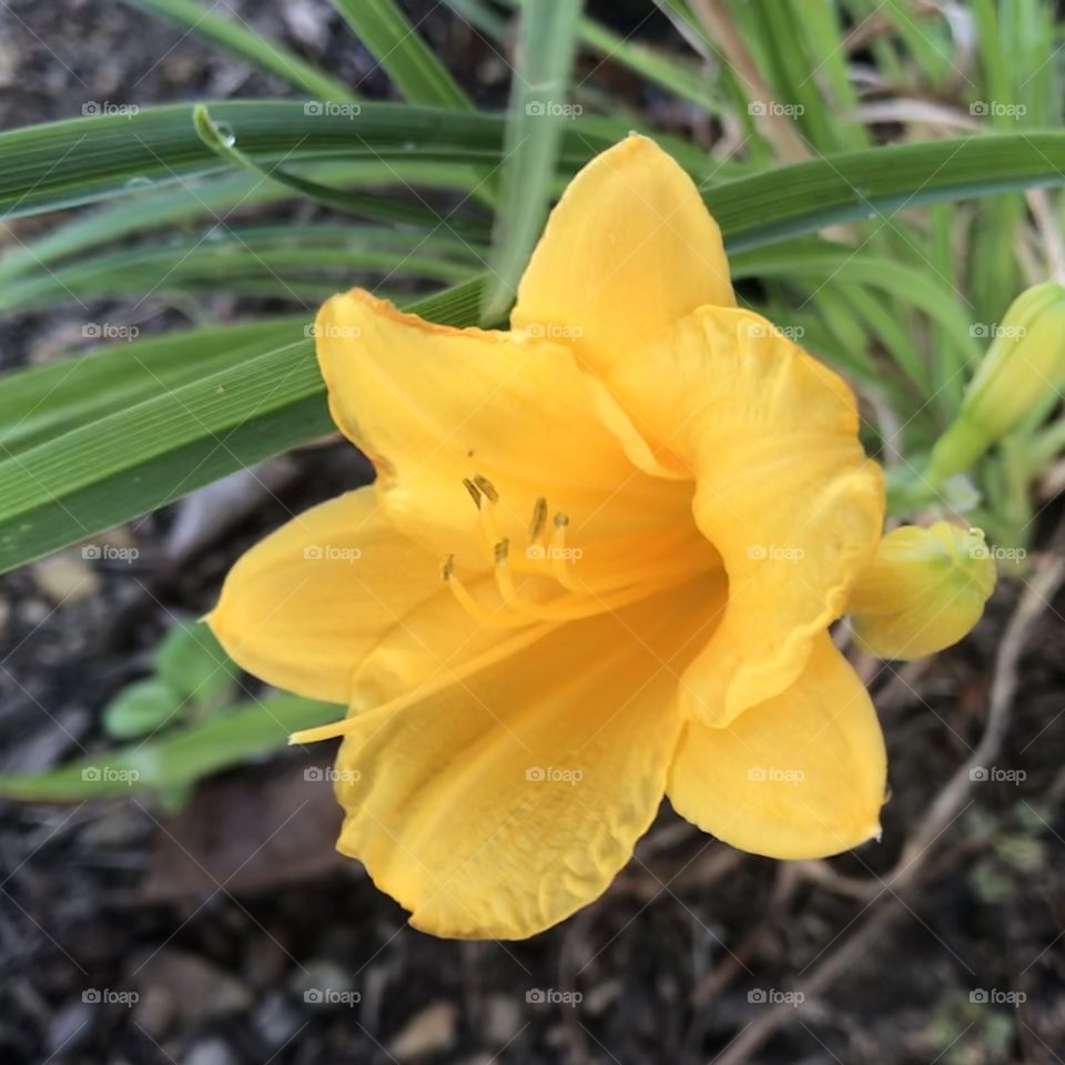 Side view yellow flower 