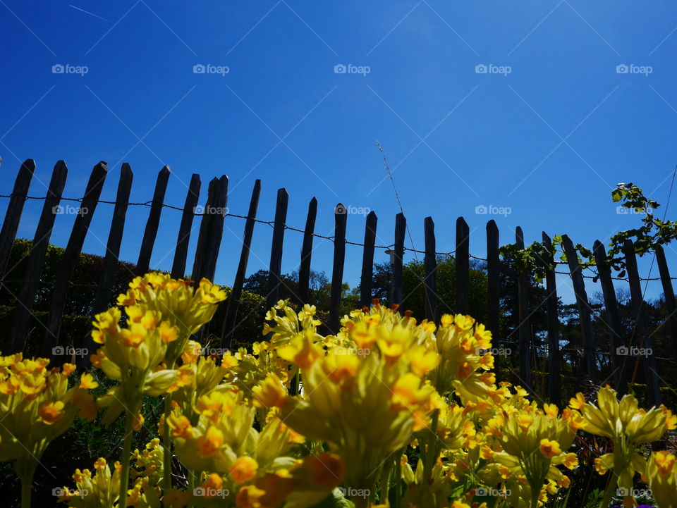 Yellow flowers from underneath 