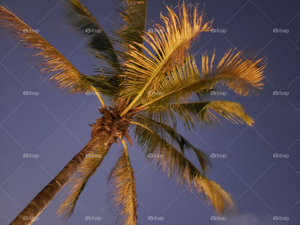 Palm Tree at Dusk in Mexico