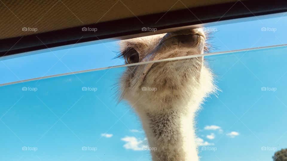 Loads of fun feeding food pellets to all different sorts of animals at safari park! 