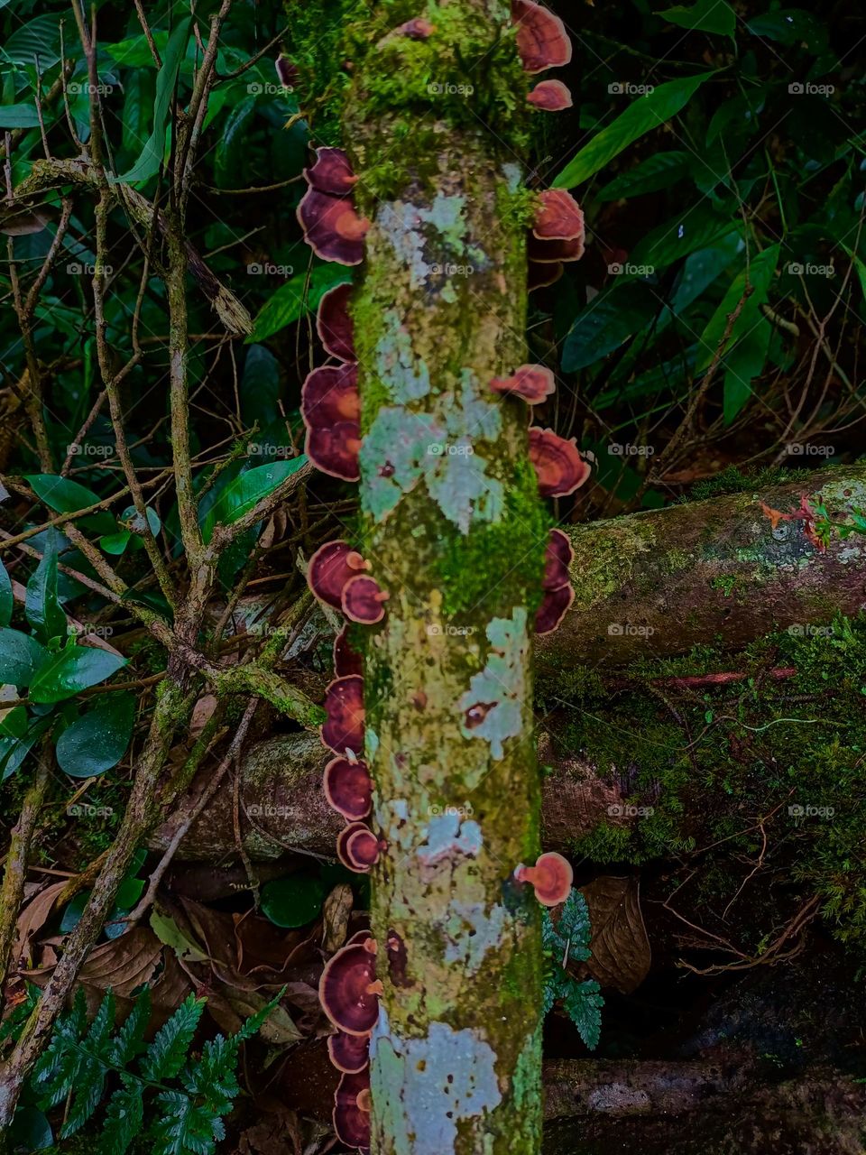 Wild mushrooms (microporus) grow in clusters on the forest floor.