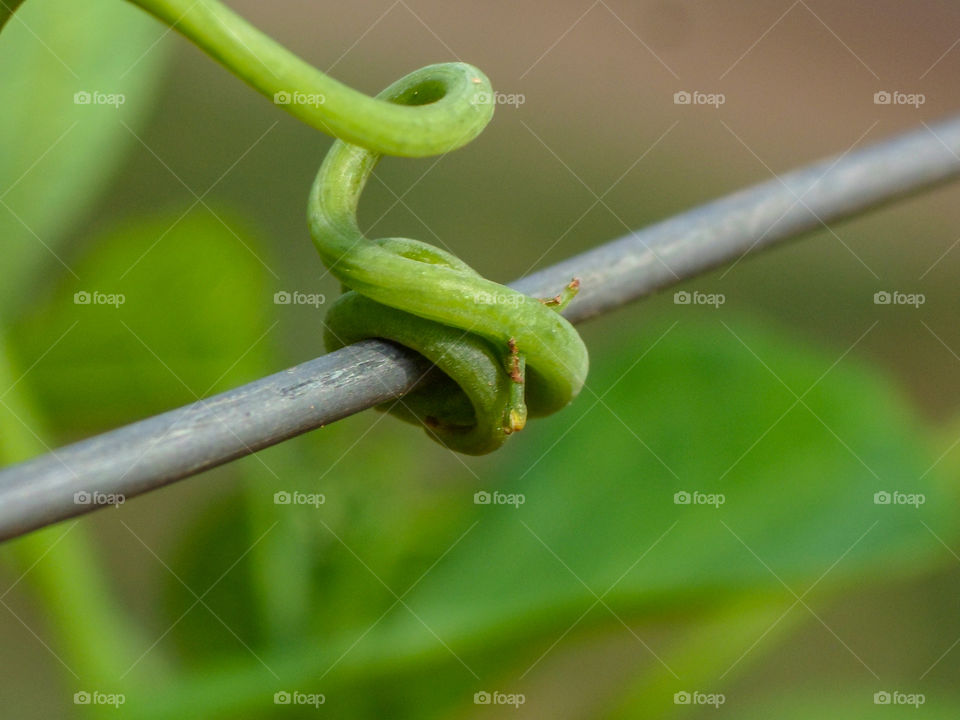 green vine plant attached to metal wire