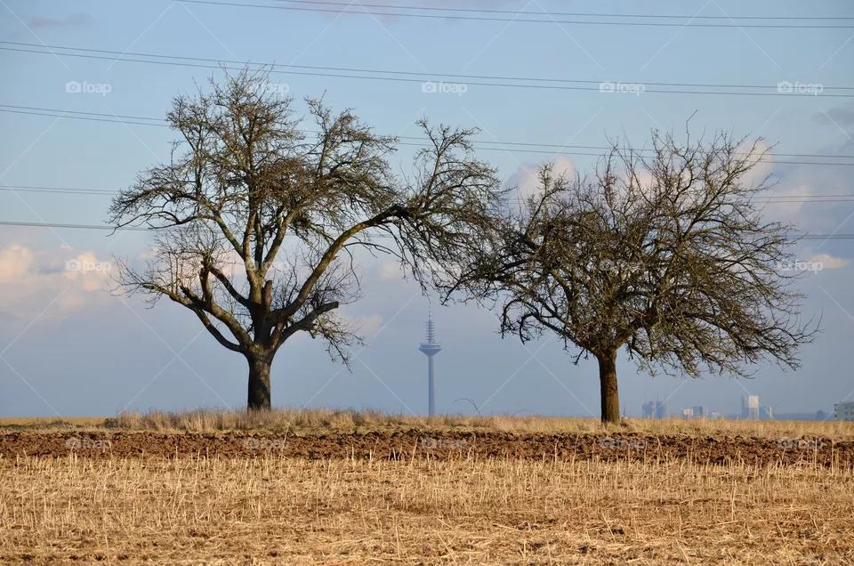 Trees on a field with tower of Frankfurt in the background 