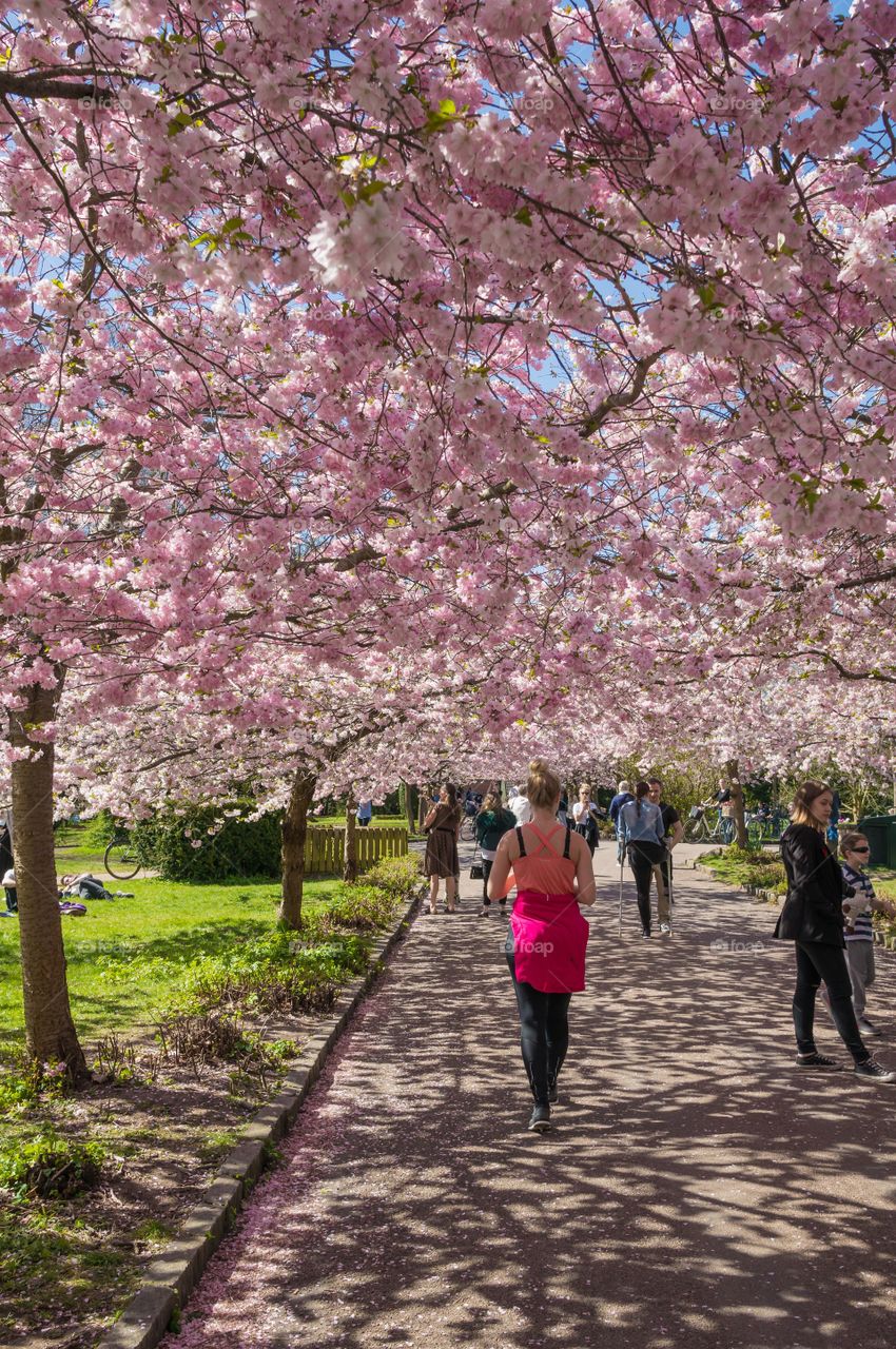 Pink park