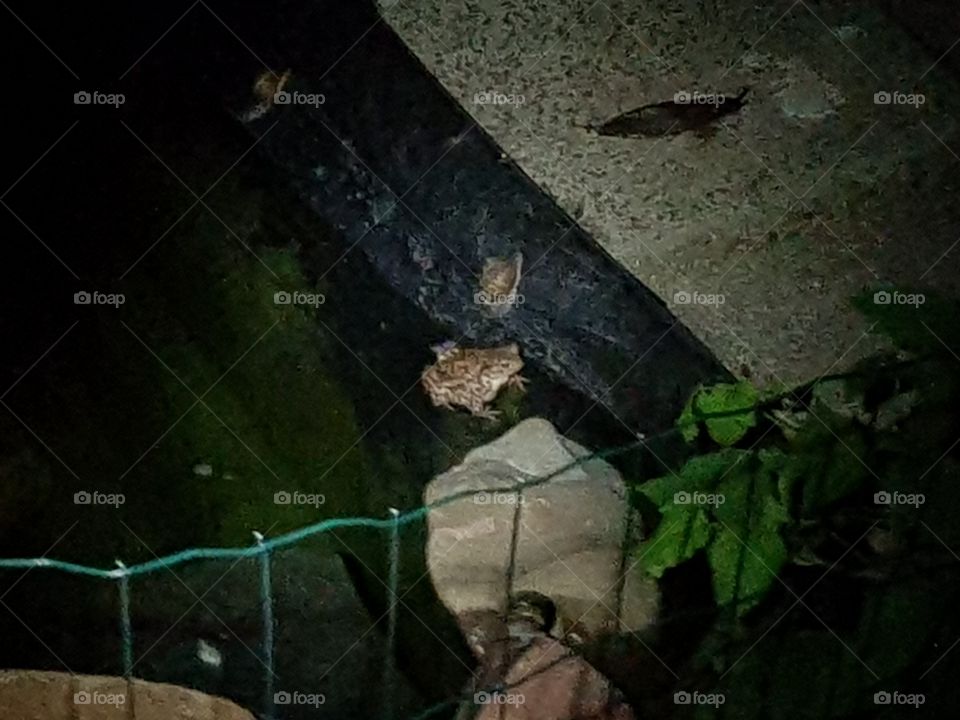 A frog, snail and a slug. Next to the pond in the backyard. After midnight 00:00.