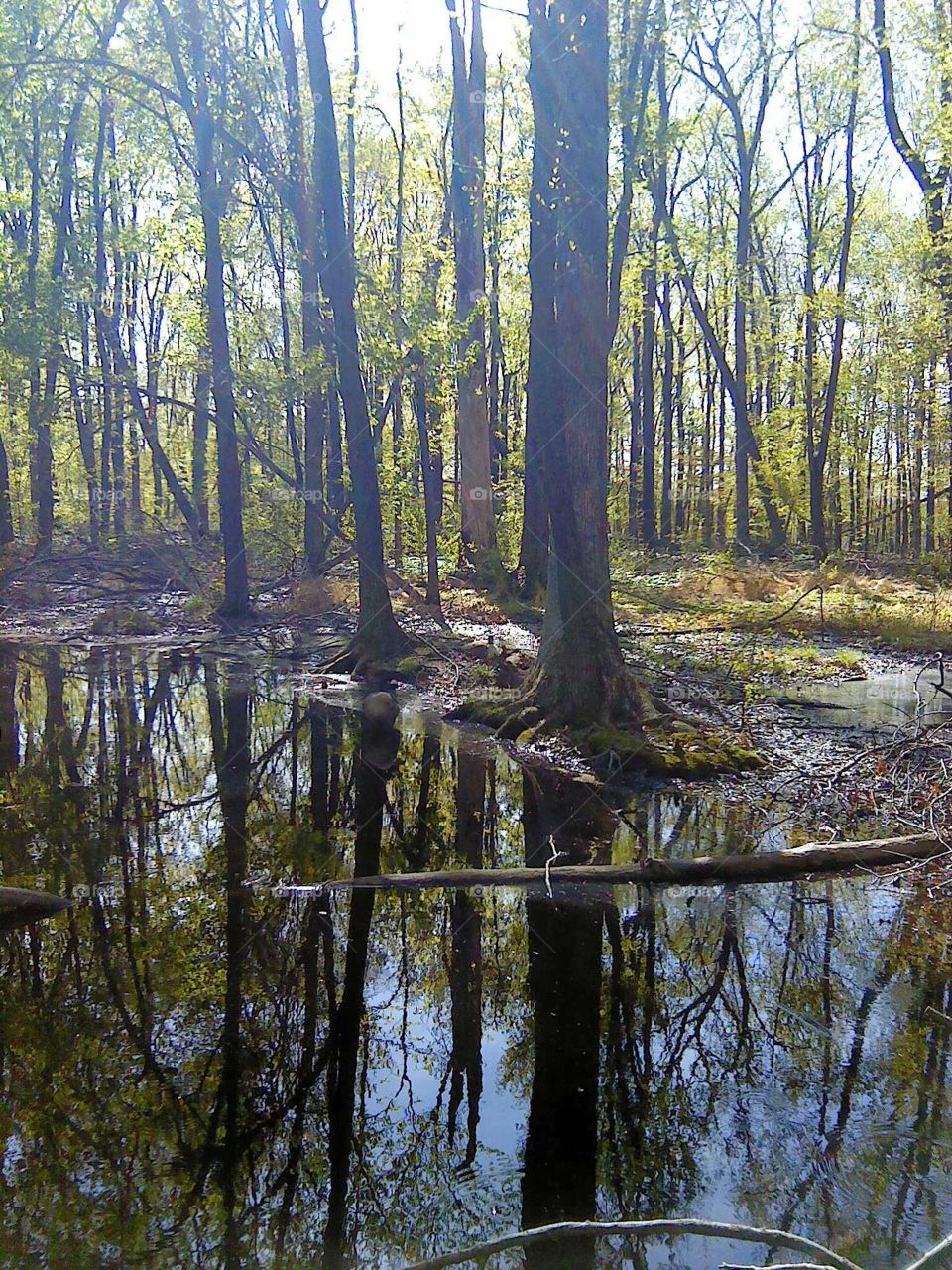 Woods and Swamp with Tree Reflections
