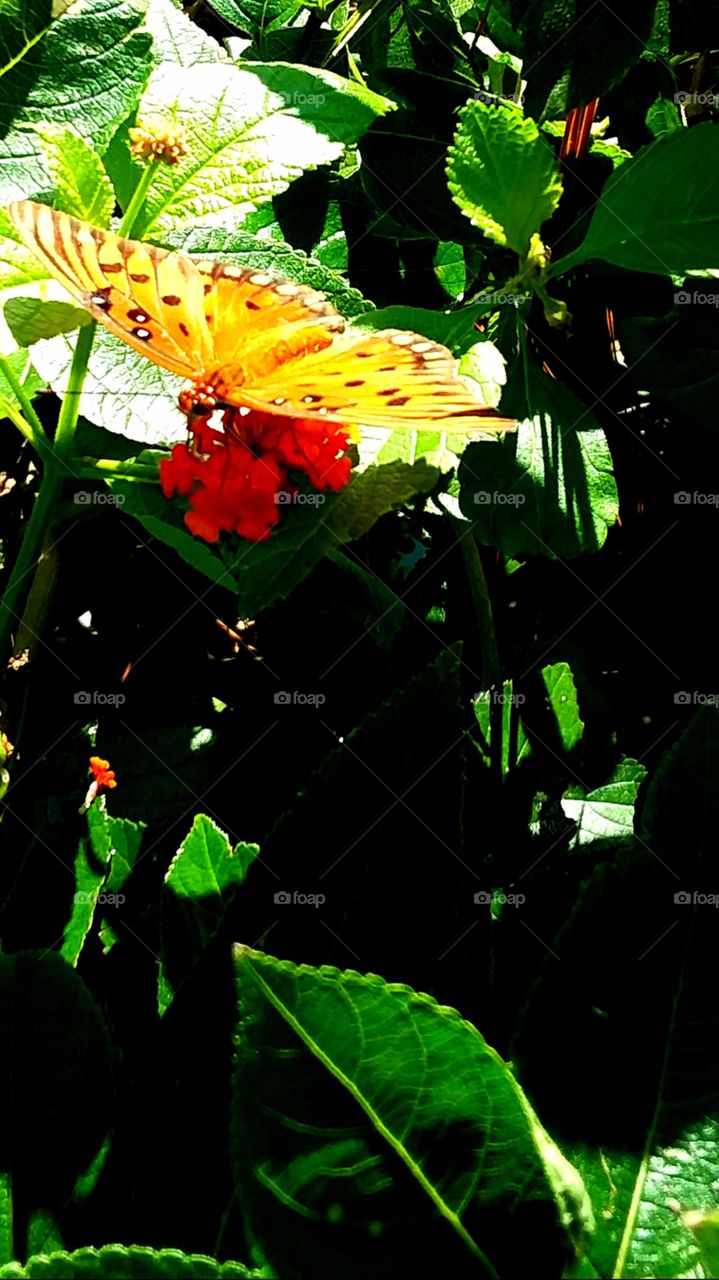 yellow butterfly on red flower