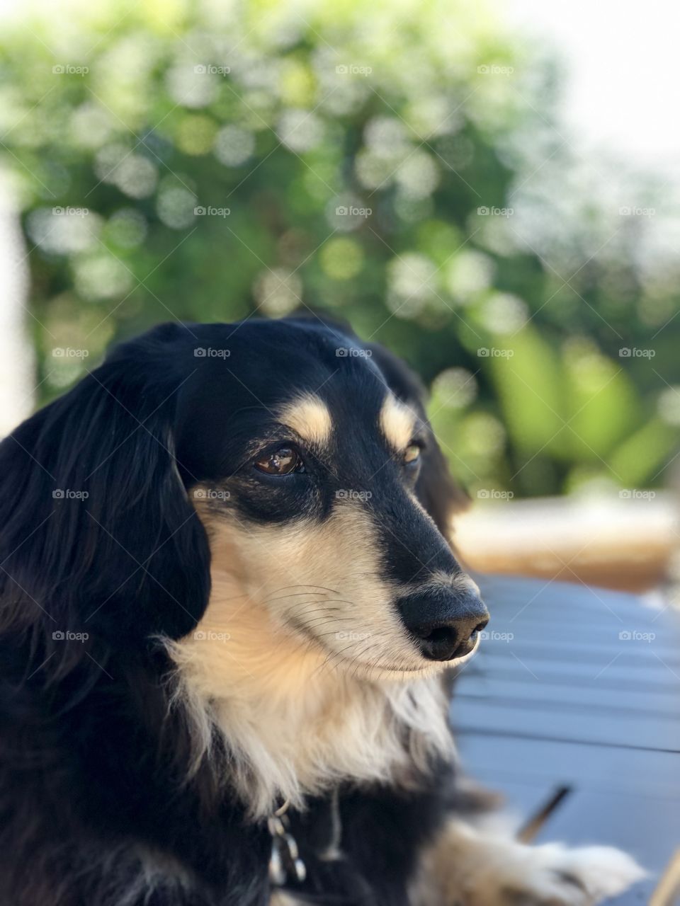 Foap Mission Beautiful Eyes! Dachshund gazing with Expressive Eyes 