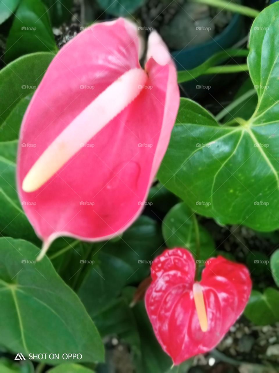 anthurium flower rose coller anda red coller