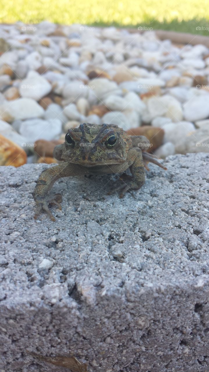 Frog