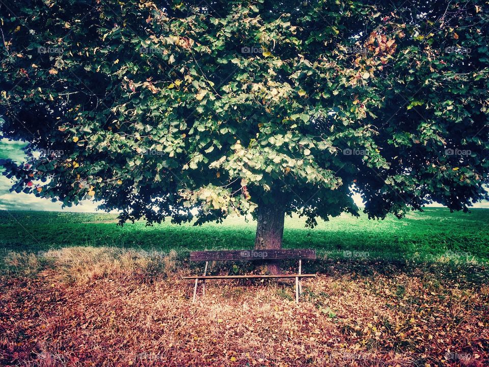 Autumn bench