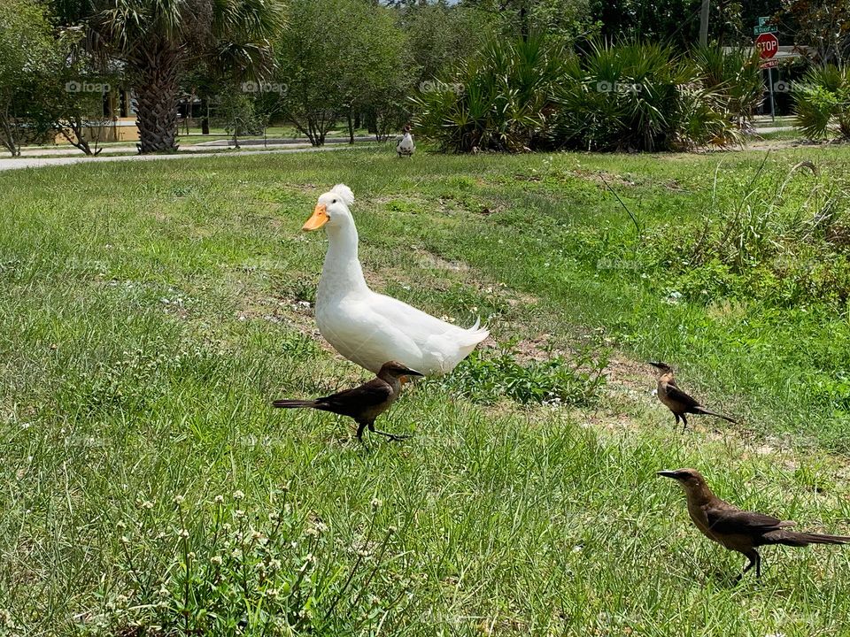 White Duck In The City Walking At The Park By The Street With Other Birds.