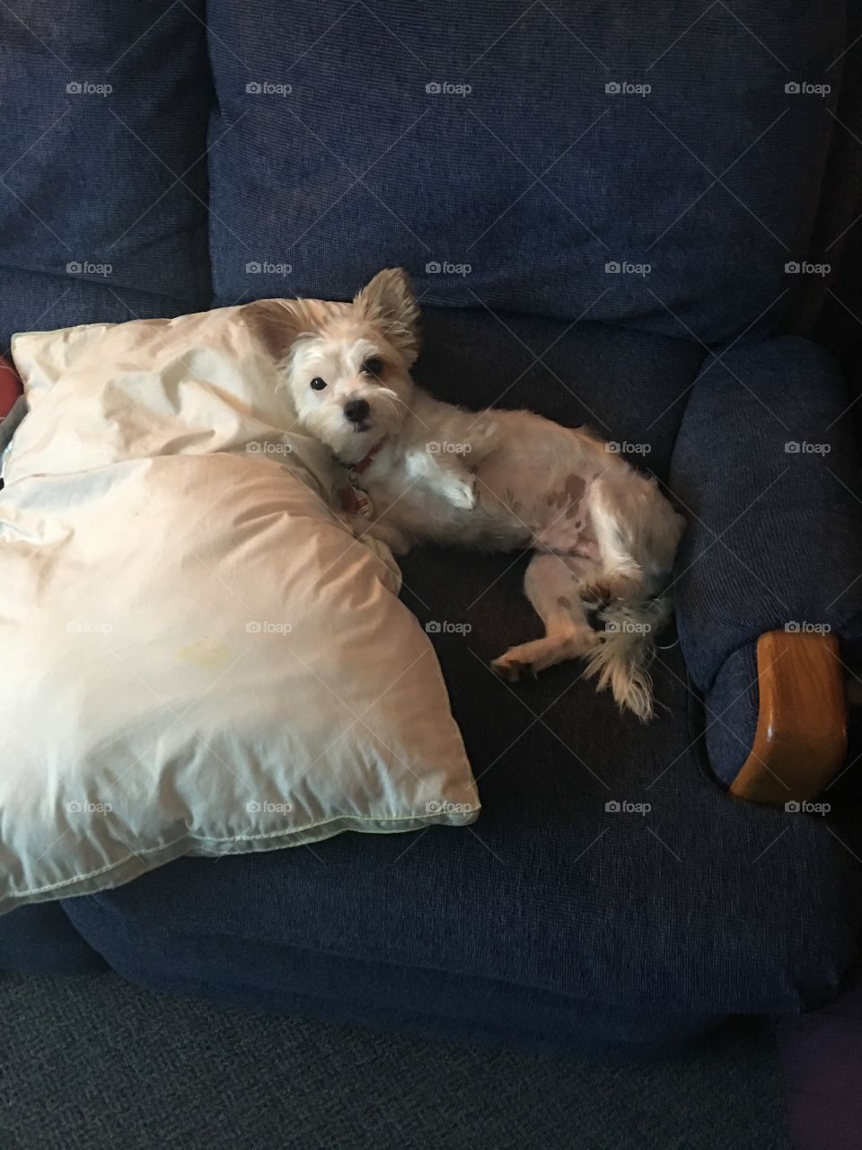 Scooby caught napping on the pillow 
