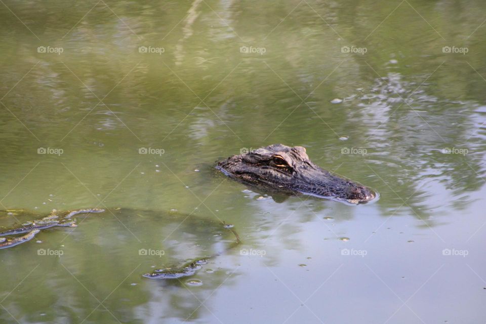 Gator