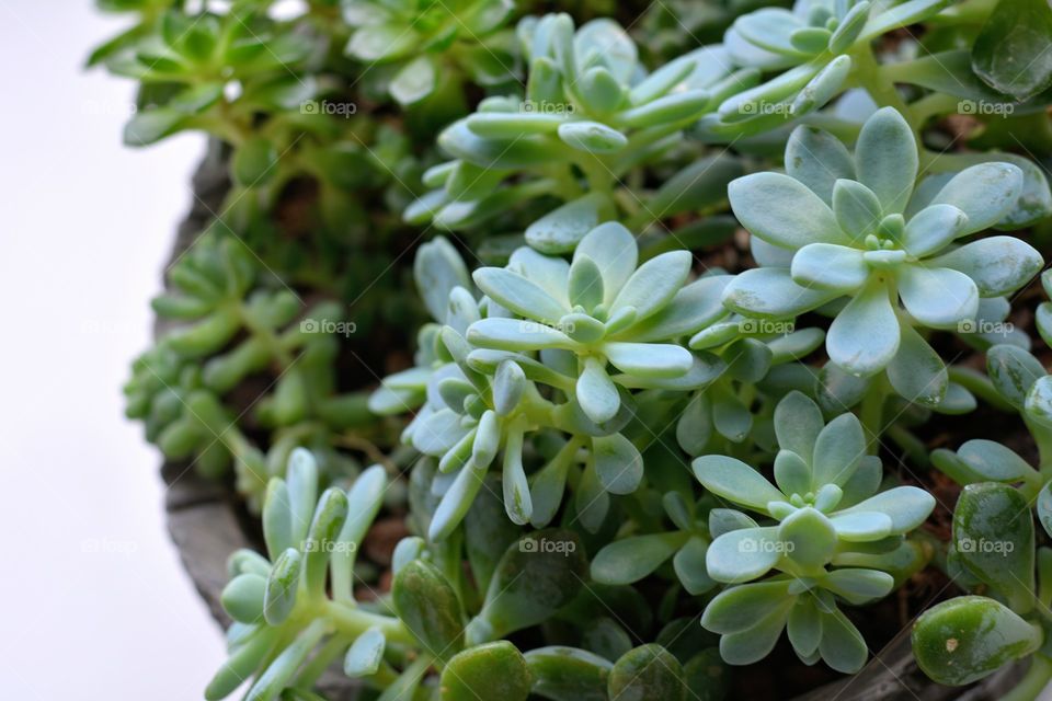 green house plant in the pot