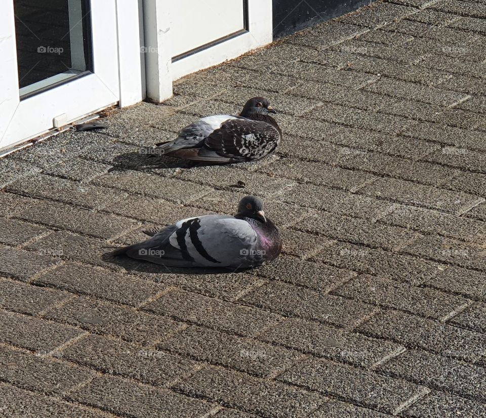 Two pigeons in the sun lying on the shopping center. Hoogvliet Rotterdam The Netherlands.