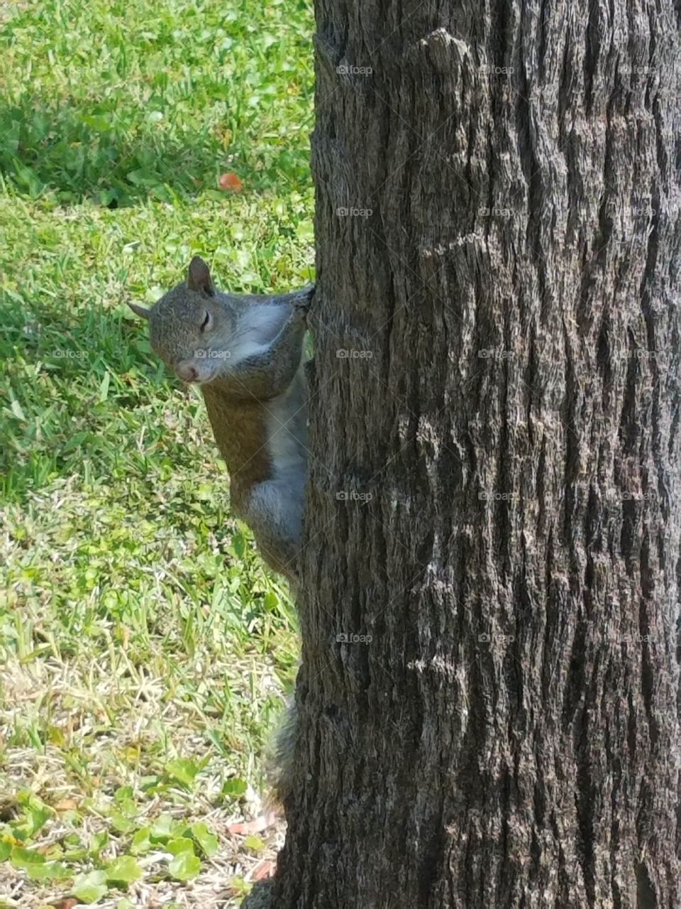 Squirrel Playing With Eyes Closed