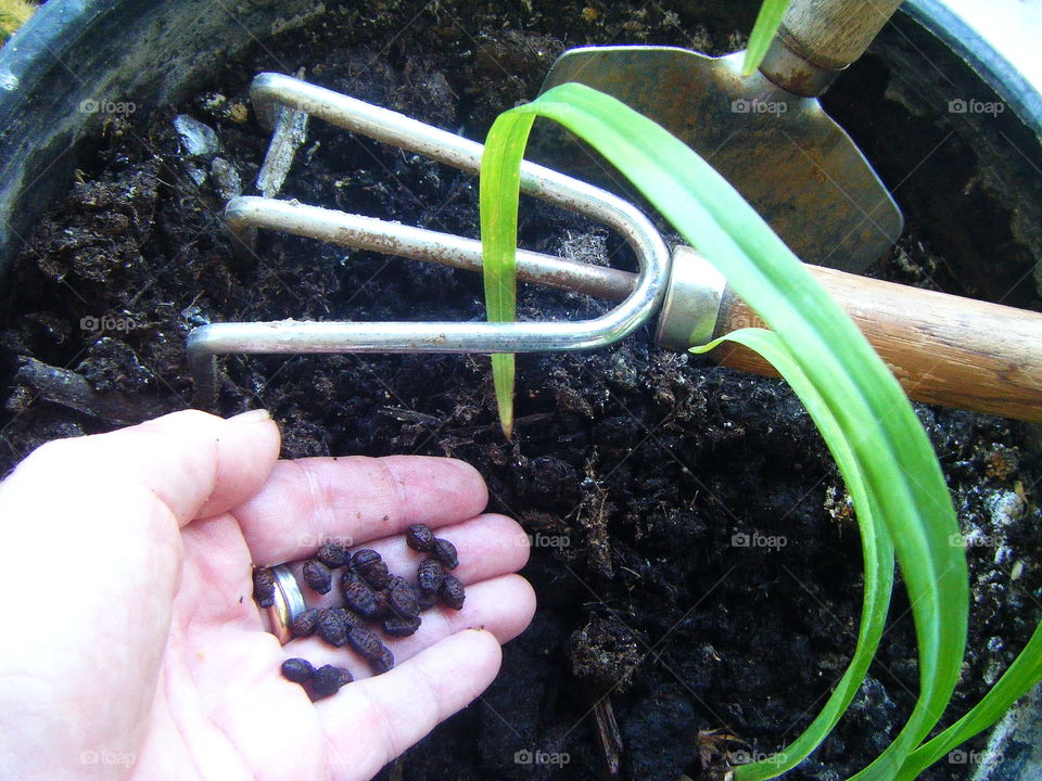 Spring Flower Sowing