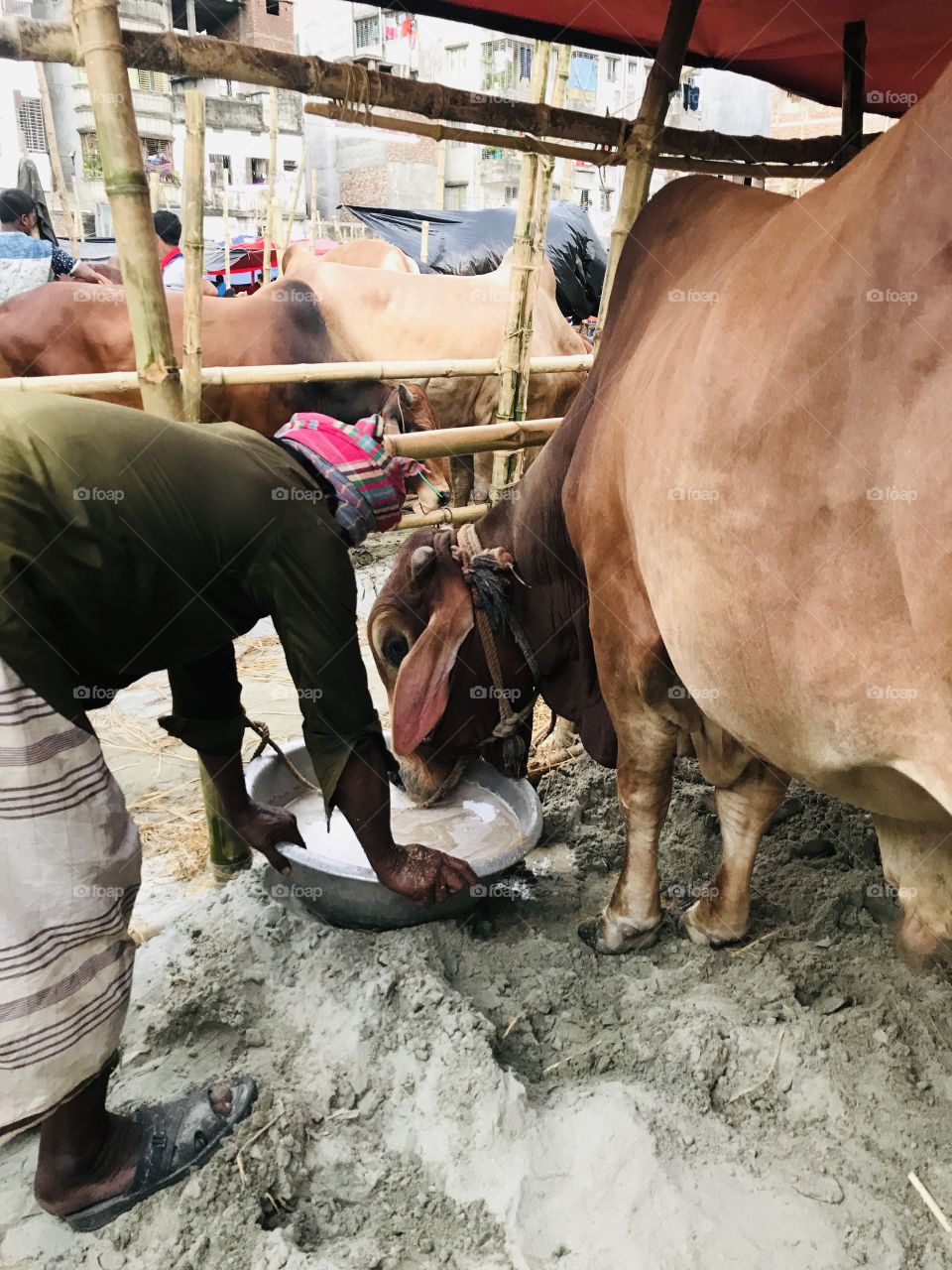 A Cowman is Feeding his Cow in a gentle way, 
