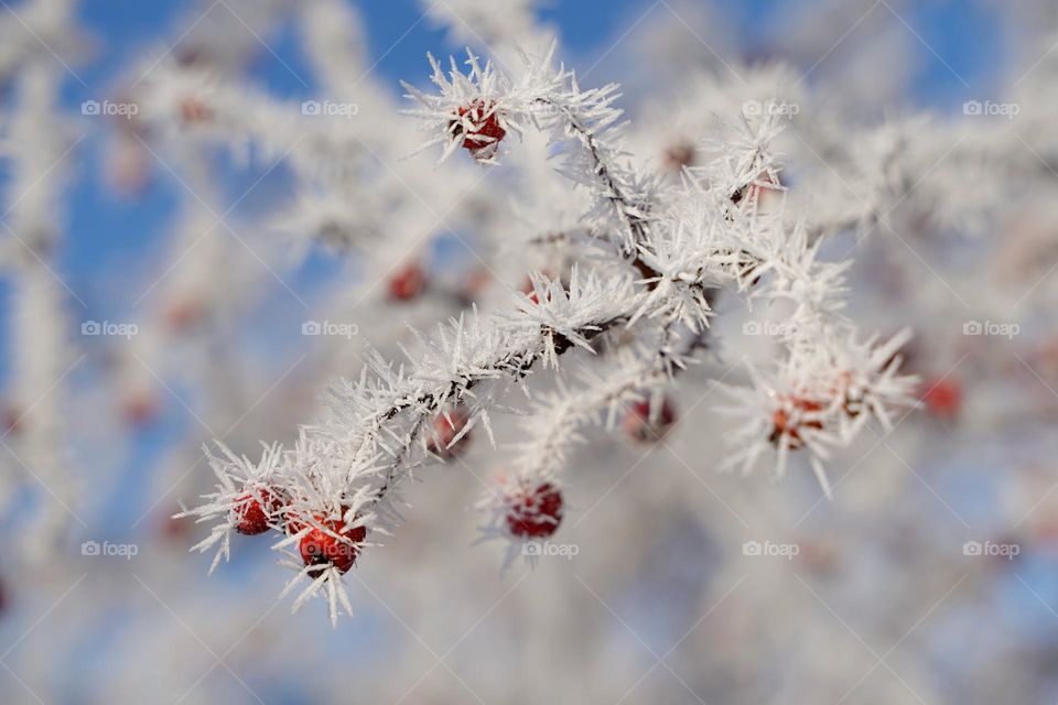 Branch of a plant with red berries in frost