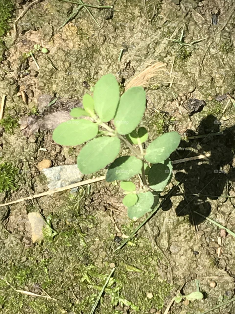 Little garden sprouts 