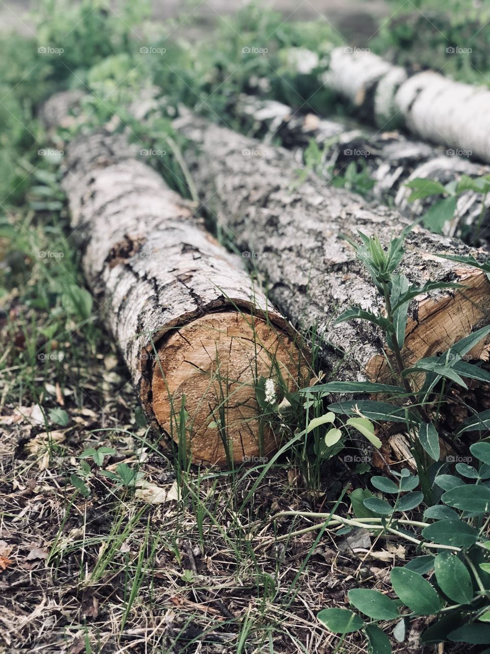Aged wood log #Nature Lover 