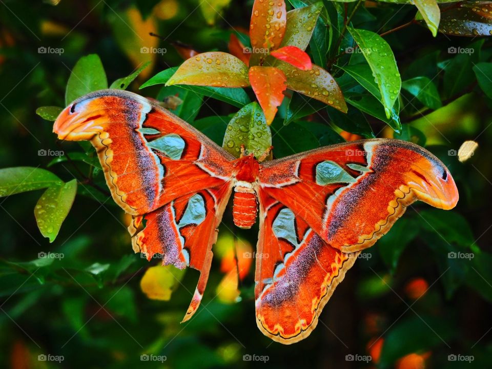 color butterfly