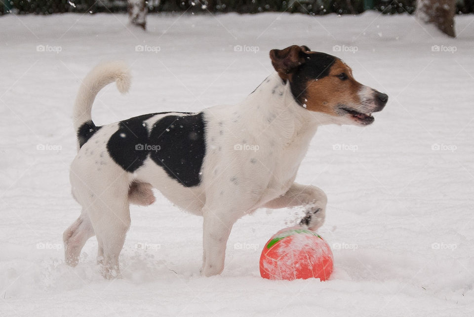 Dog is playing on the snow 