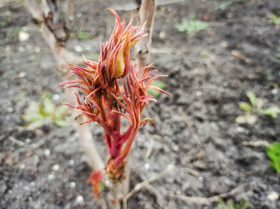 The tree peony woke up, welcoming spring.