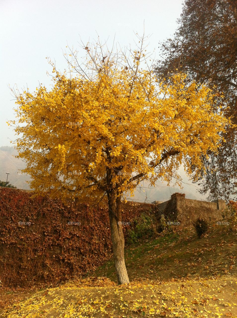 Ginko-Biloba tree in full bloom at the foothills of the Himalayas