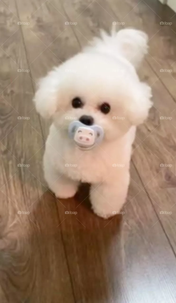 🐕