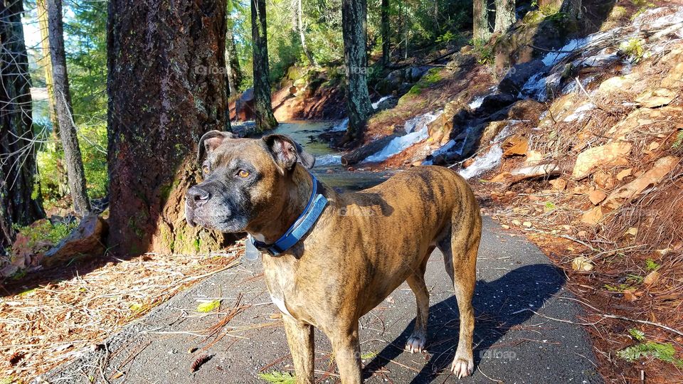 Thor on a walkabout, up in the Sierras!