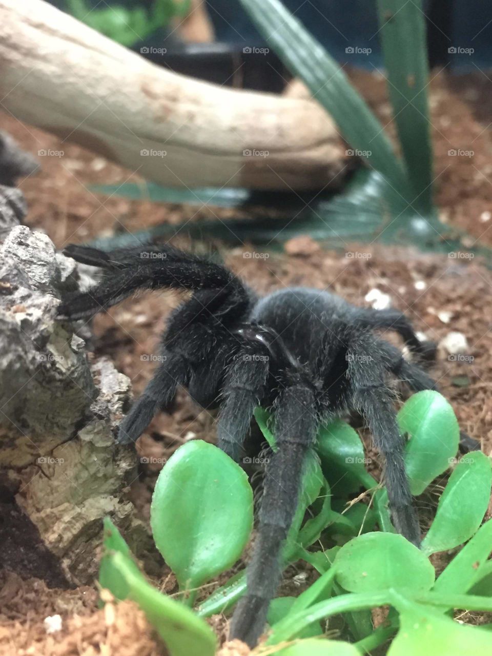 Tarantula.