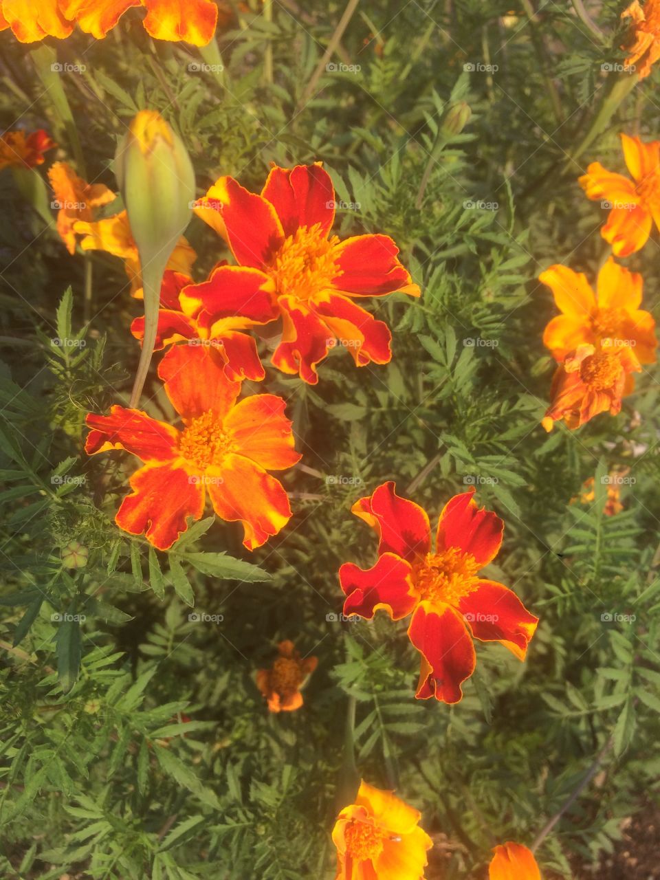 Marigolds 1