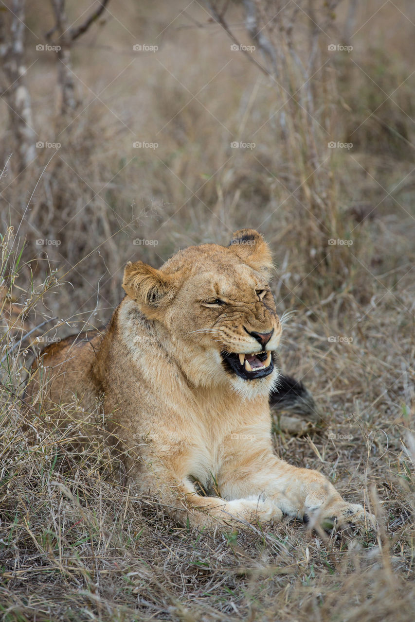 'Laughing lion'. I love this image it really looks like she is having a good laugh at something! Image from Kruger National Park South Africa