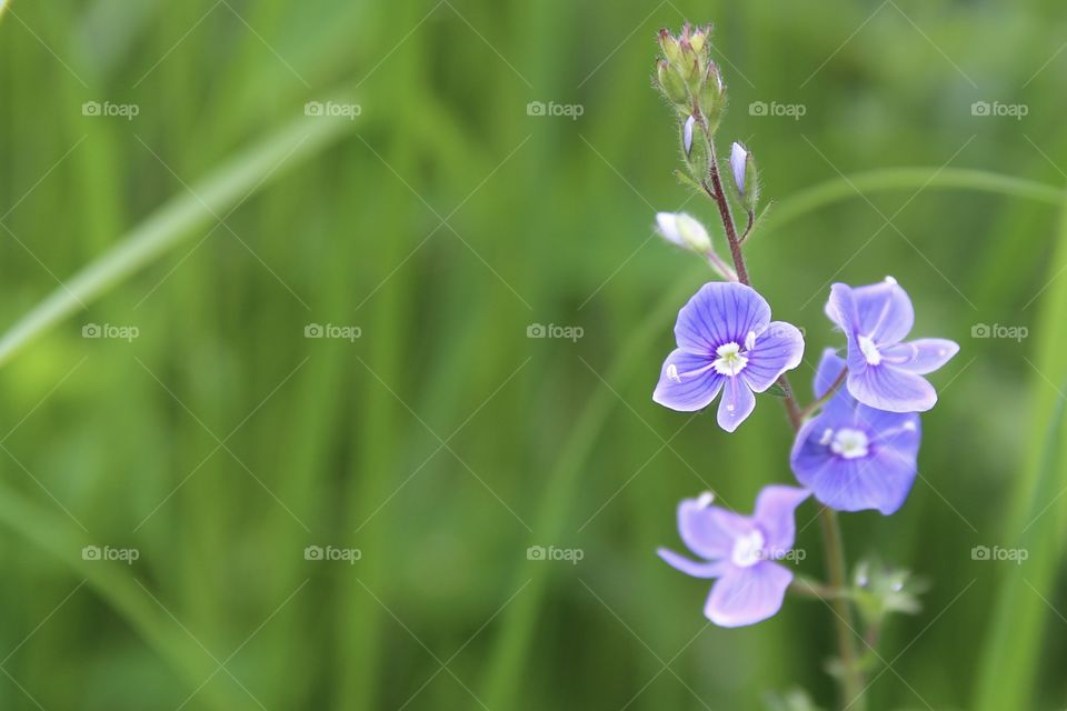 Wild flowers 